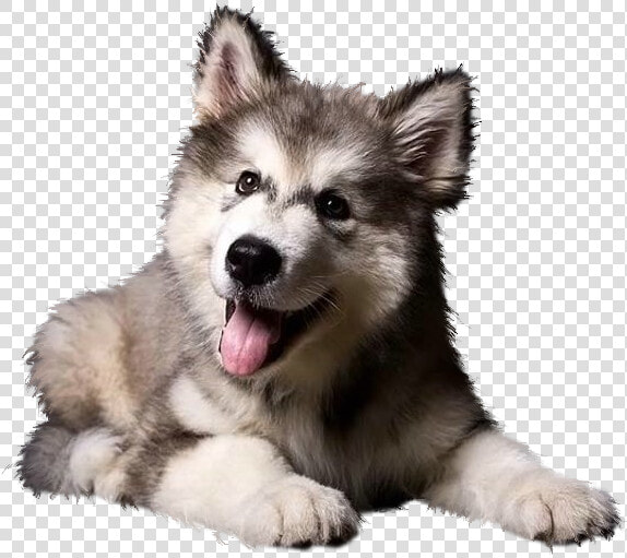 Cute Siberian Husky Puppy  HD Png DownloadTransparent PNG