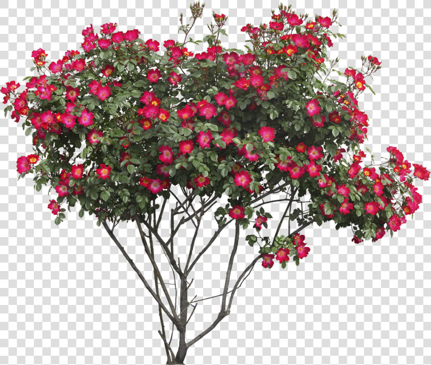 Bushes Png Images Free  Transparent PngTransparent PNG