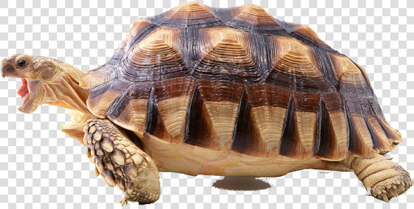 Turtle Png Photo Background   Tortoise Without Background  Transparent PngTransparent PNG