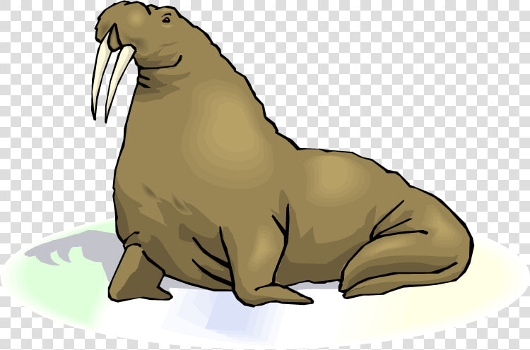 Walrus Transparent Images Png   Walrus Clipart No Background  Png DownloadTransparent PNG