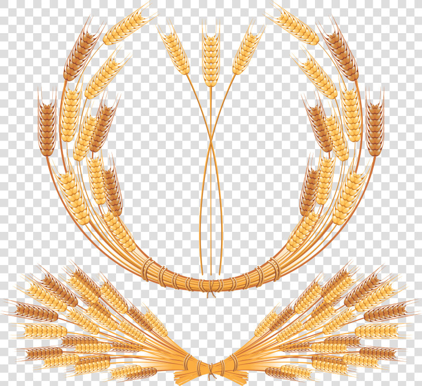 Wheat Png   Vector Wheat Free  Transparent PngTransparent PNG