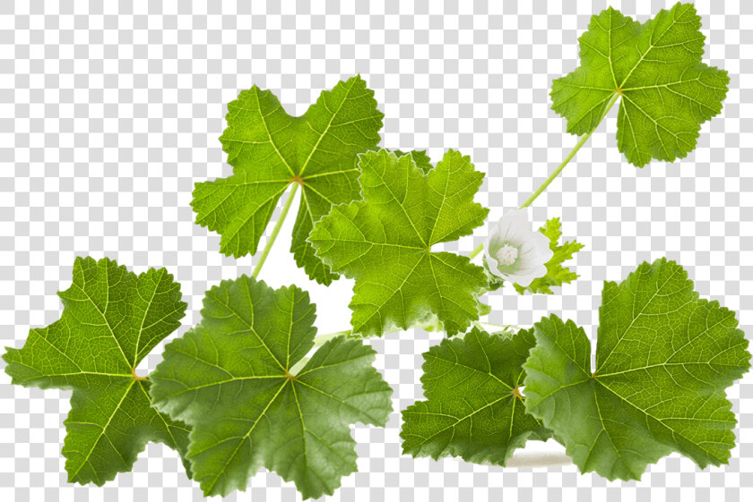 White Mallow Leaves  HD Png DownloadTransparent PNG