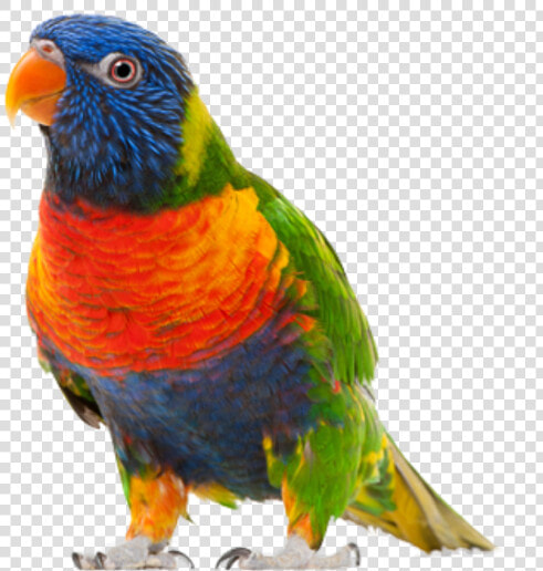 Parrot Png Free Download   Parrot Bird Transparent Background  Png DownloadTransparent PNG