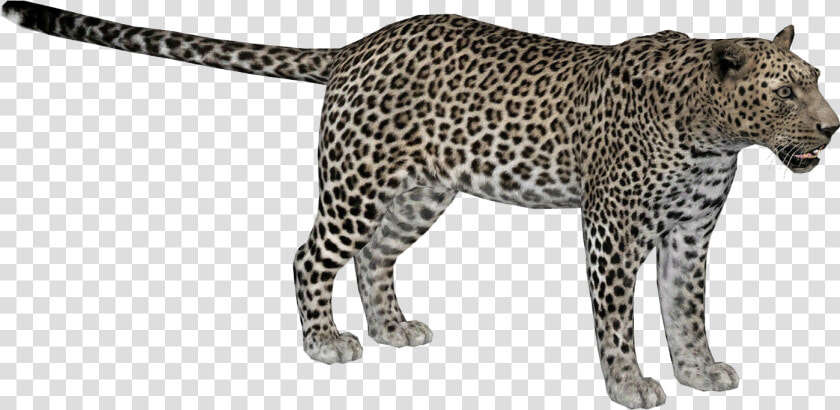 Zoo Tycoon 2 African Leopard  HD Png DownloadTransparent PNG