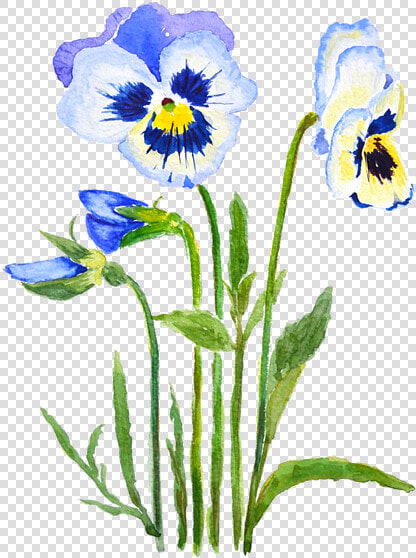 Pansy  HD Png DownloadTransparent PNG