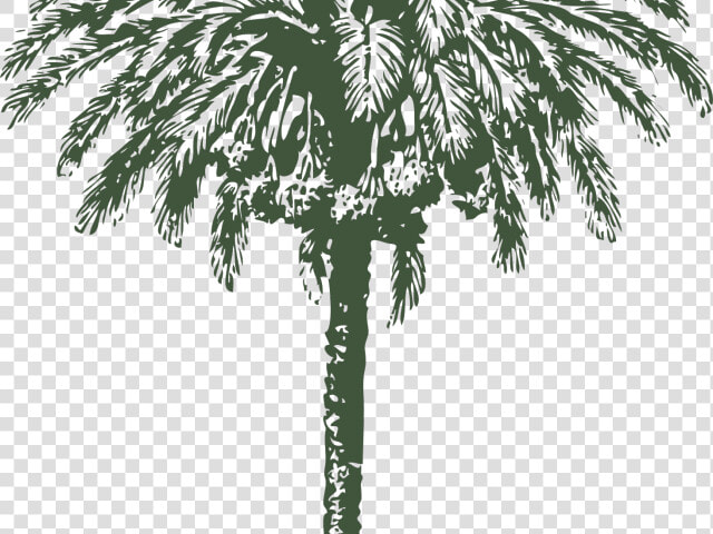 Palm Trees Vector Graphics Date Palm Clip Art Image  HD Png DownloadTransparent PNG