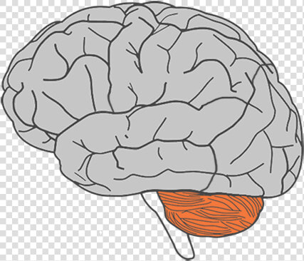 Cerebellum Part Of The Brain   Cartoon Brain Clipart Transparent Background  HD Png DownloadTransparent PNG