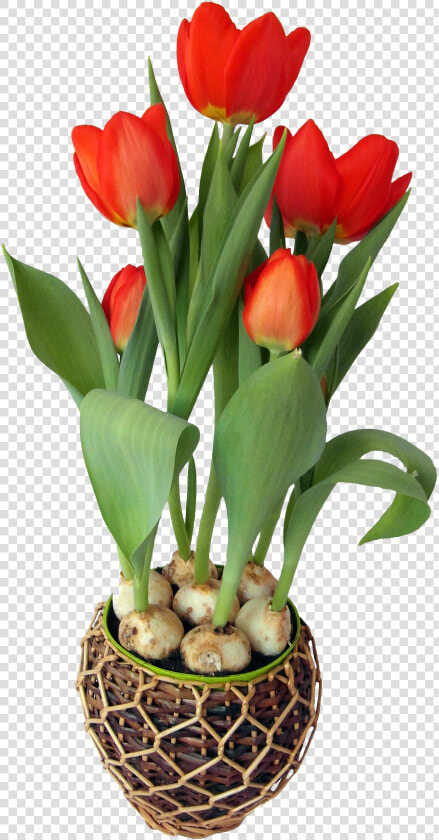 Tulip Flower In Pot   Flower In A Pot Png  Transparent PngTransparent PNG