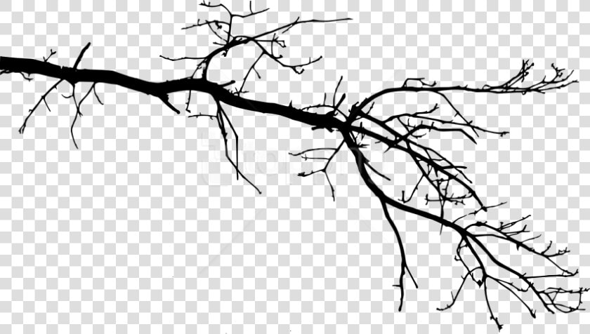 Free Png Tree Branch Png   Tree Branch Drawing Transparent  Png DownloadTransparent PNG