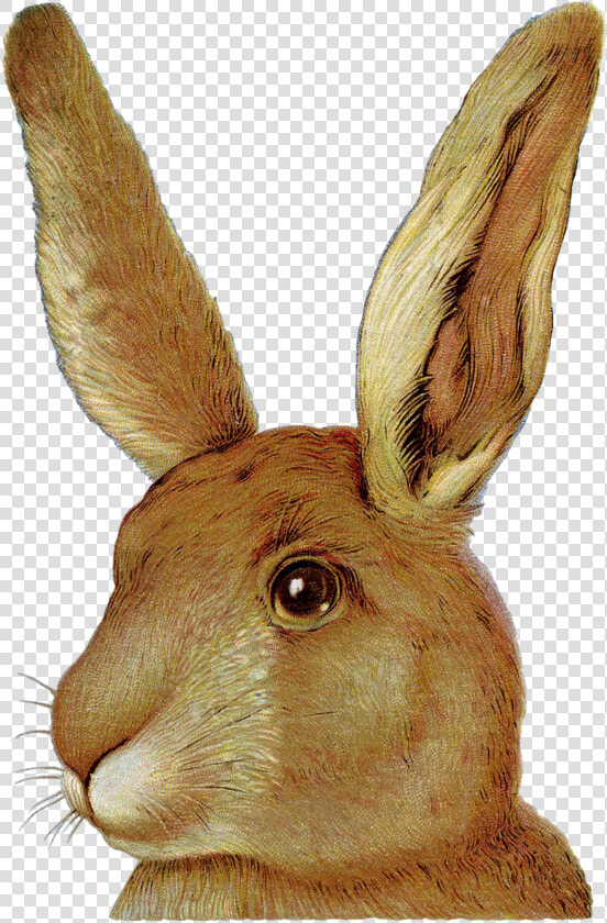 Easter Bunny European Rabbit Domestic Rabbit  HD Png DownloadTransparent PNG