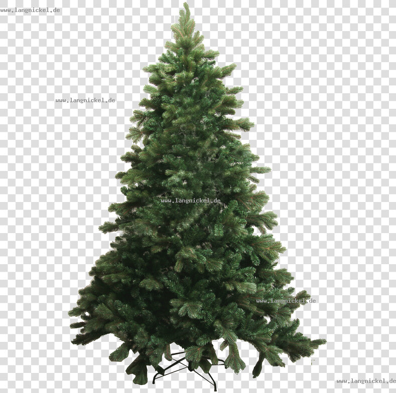 Spruce Abies Bracteata Tree Pine Douglas Fir   Abies Png  Transparent PngTransparent PNG