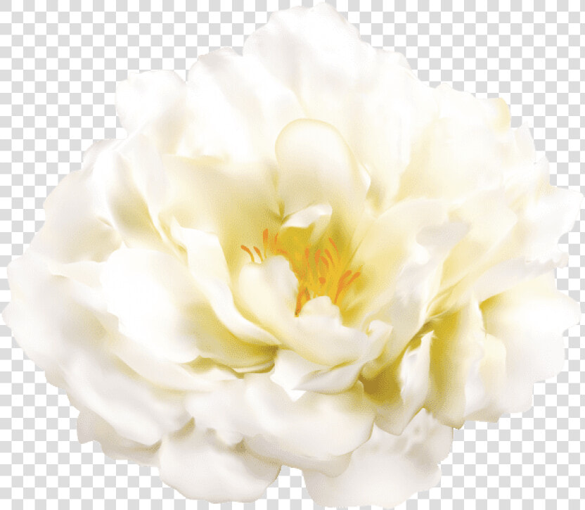 Free Png Download White Flower Transparent Png Images   White Flower Free Png  Png DownloadTransparent PNG