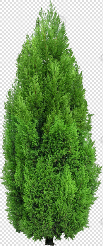 Dense Green Pine Needles   Cypress Tree Png  Transparent PngTransparent PNG