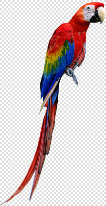 Macaw   Imagenes De Guacamayas Png  Transparent PngTransparent PNG