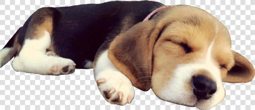  doggo  dog  sleep  beagle  puppy  cute  sleepingdog   Transparent Dog Sleeping Png  Png DownloadTransparent PNG