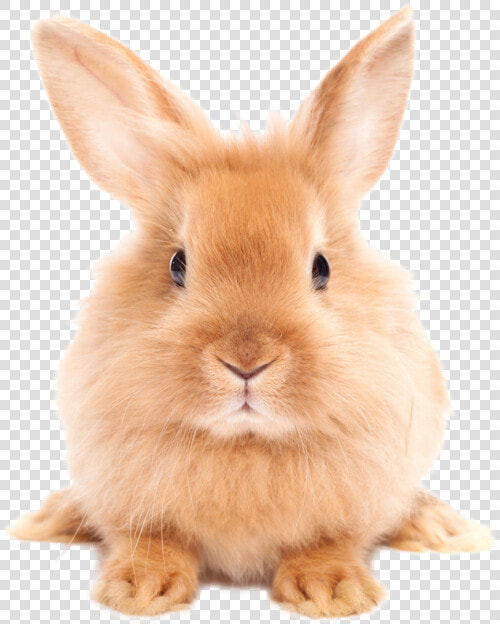 Download Easter Rabbit Png Hd   Rabbit Png  Transparent PngTransparent PNG