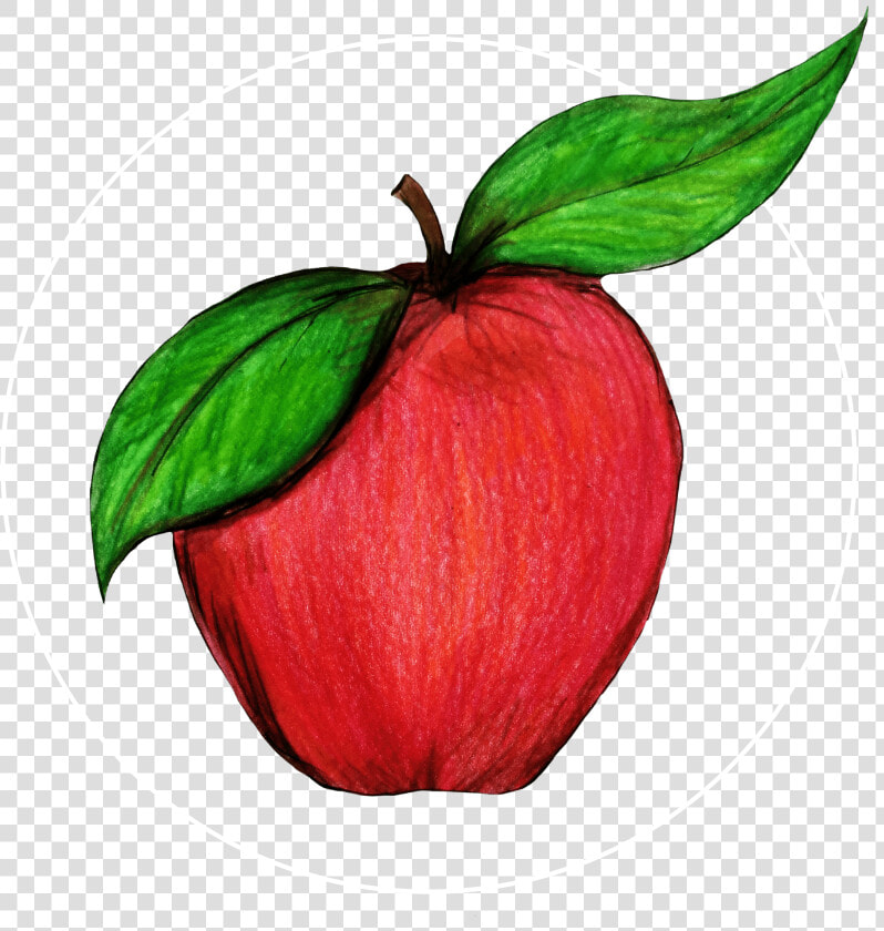 Attribute Motif Apple White   Mcintosh  HD Png DownloadTransparent PNG