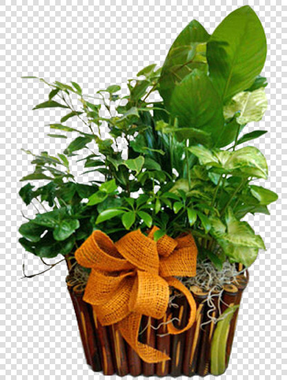 Houseplant  HD Png DownloadTransparent PNG