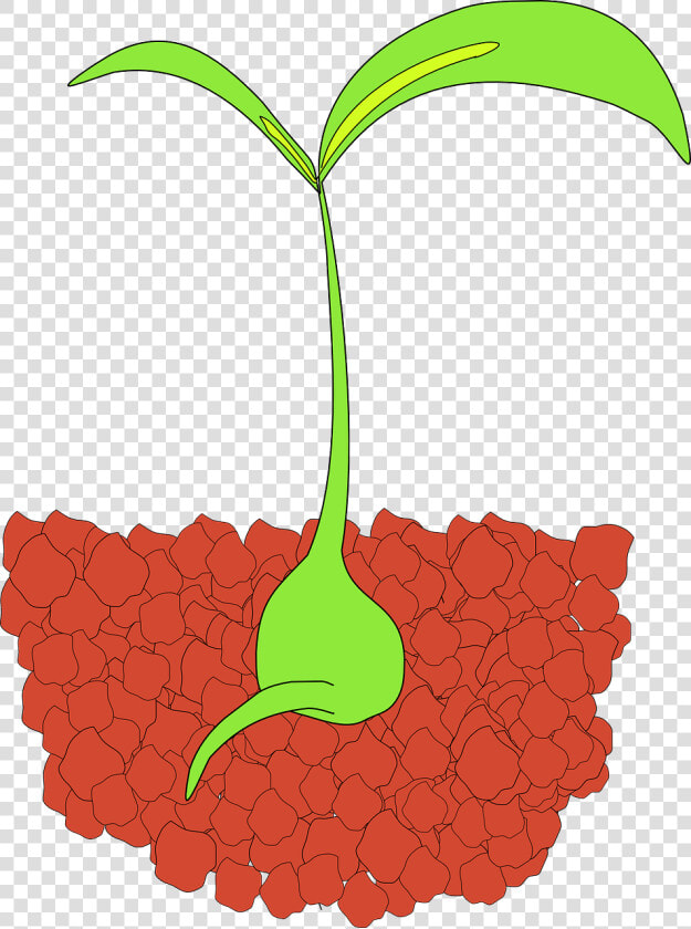 Seedling Clip Art  HD Png DownloadTransparent PNG