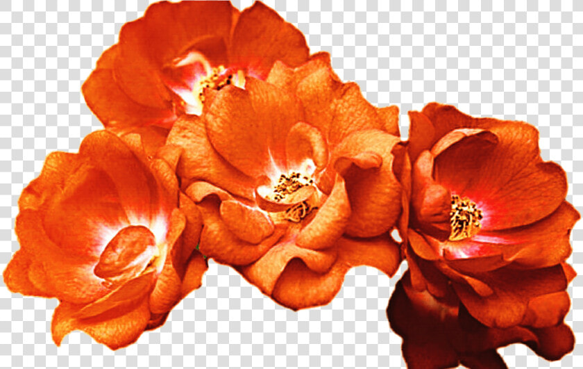 15 Red Flower Crown Png For Free Download On Mbtskoudsalg   Orange Flower Crown Png  Transparent PngTransparent PNG