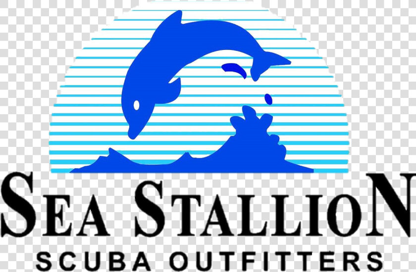 Stallion 2   Common Bottlenose Dolphin  HD Png DownloadTransparent PNG