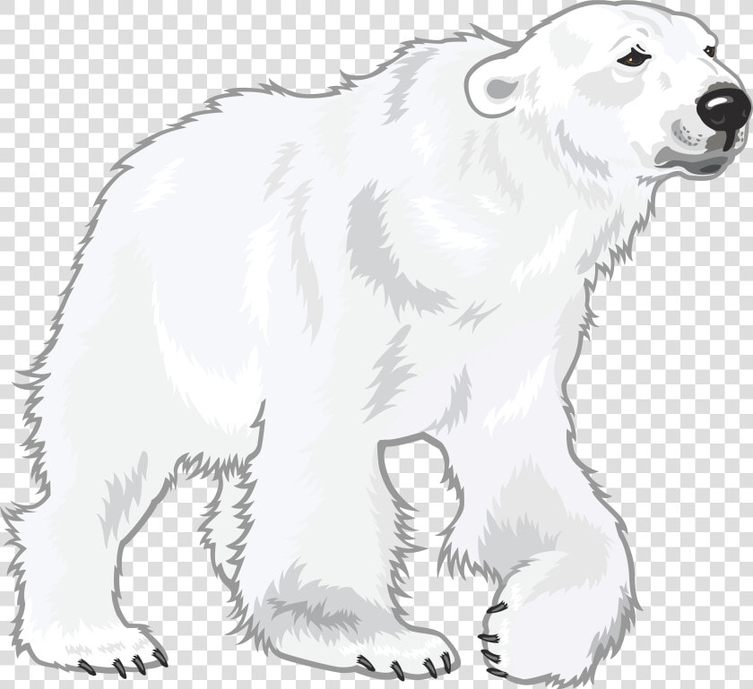 Transparent Polar Bear Cub Clipart   White Polar Bear Png  Png DownloadTransparent PNG