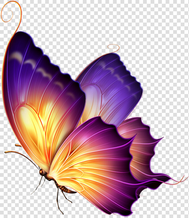 Best Butterfly Png Download   Butterfly Png For Editing  Transparent PngTransparent PNG