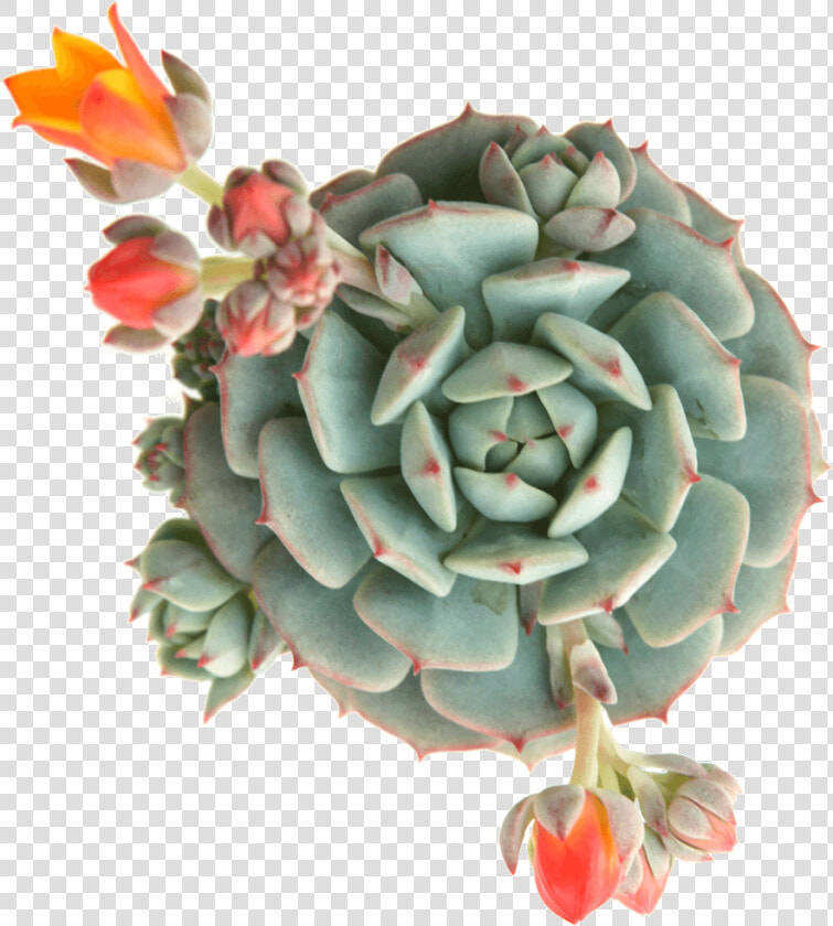 Echeveria Derenbergii Painted Lady   Succulent Echeveria Derenbergii Blue  HD Png DownloadTransparent PNG