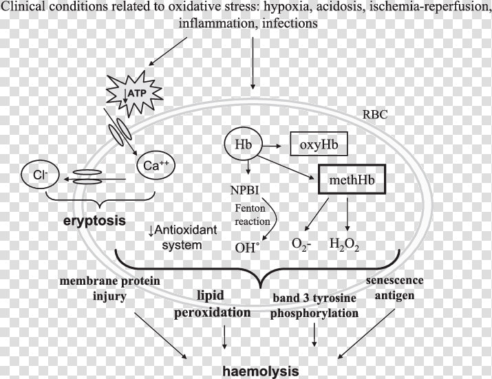 Concise Mechanisms Involved In Red Blood Cells Haemolysis   Oxidative Stress In Erythrocytes  HD Png DownloadTransparent PNG