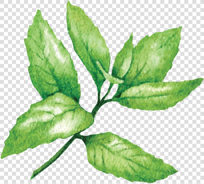 Mint   Lime Sketches  HD Png DownloadTransparent PNG