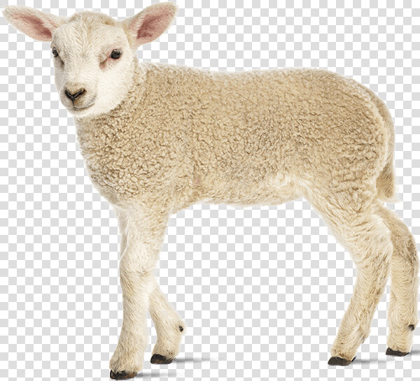 Oregon Sheep Commission   Sheep  HD Png DownloadTransparent PNG