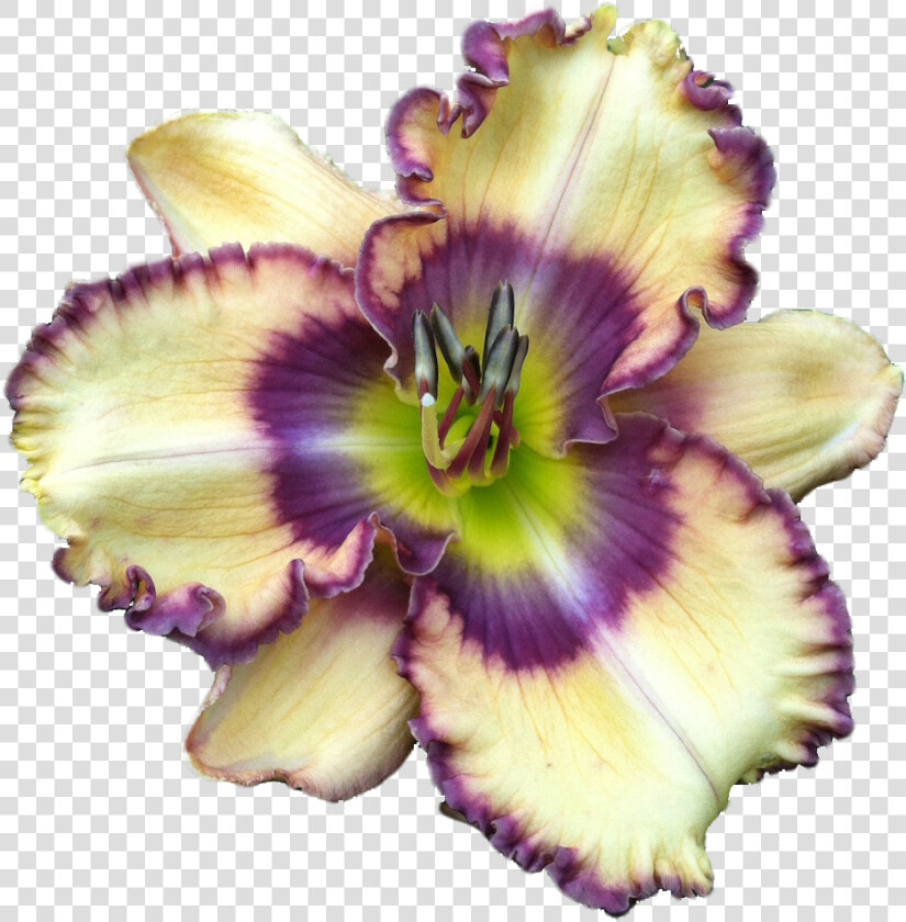 Fireside   Lily  HD Png DownloadTransparent PNG