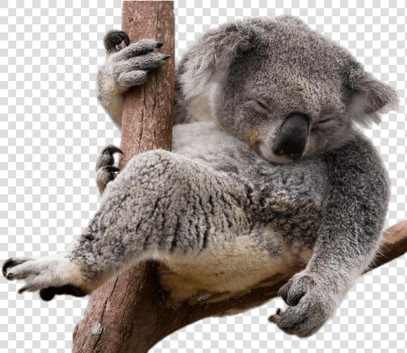 Koala Bear Sloth   Koala Png  Transparent PngTransparent PNG