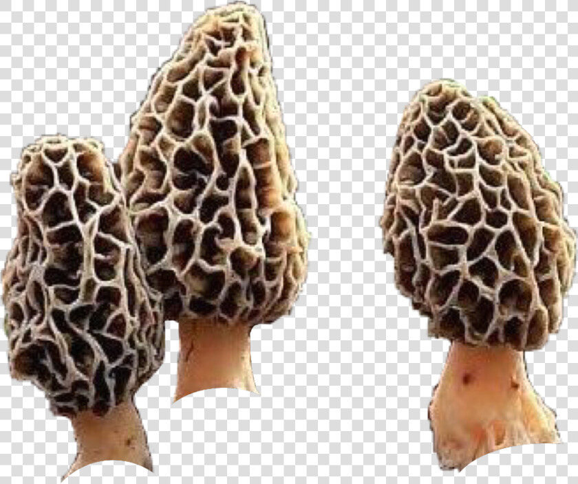  morels  morelmushrooms  shrooms  mushrooms  natnat7w   Morel Mushrooms  HD Png DownloadTransparent PNG