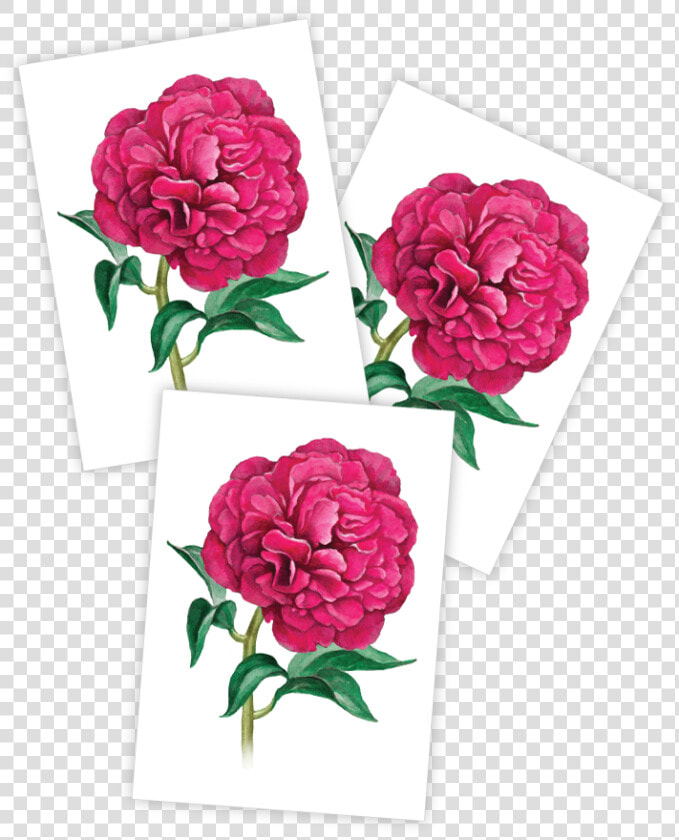 Peony Class   Peony  HD Png DownloadTransparent PNG