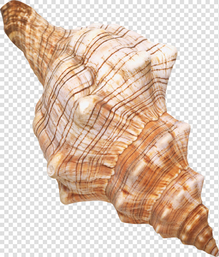 Seashell Background Transparent   Sea Shells With Transparent Background  HD Png DownloadTransparent PNG