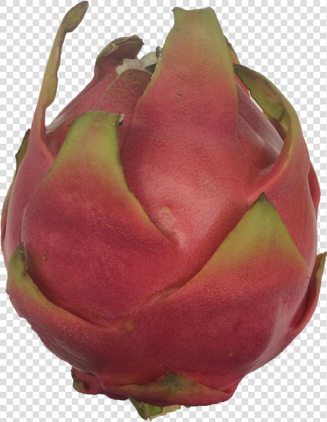 Pitaya  HD Png DownloadTransparent PNG