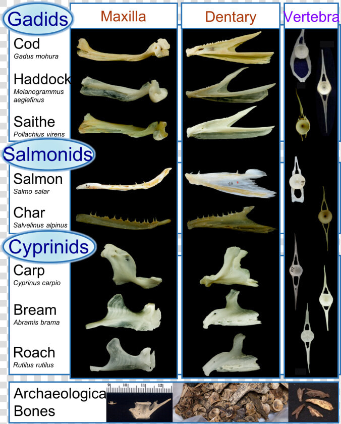 Identify Fish Bones  HD Png DownloadTransparent PNG