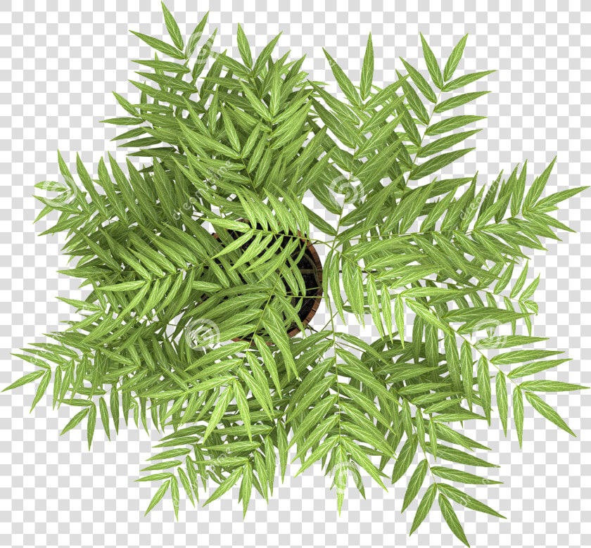 Transparent Flowering Tree Png   Plant Top View Png  Png DownloadTransparent PNG