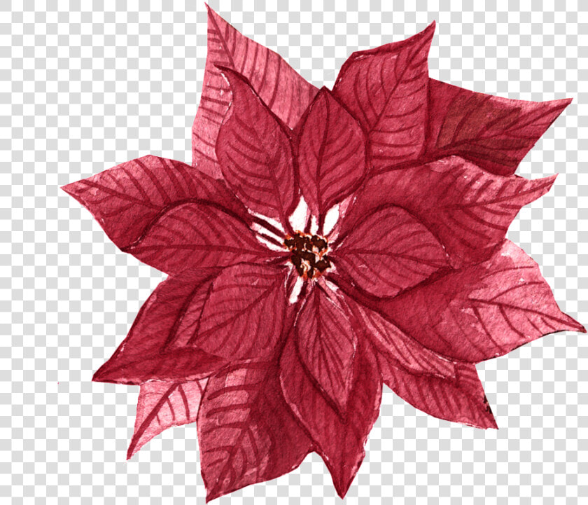 Red Maple Leaf Flower Free Illustration   Poinsettia  HD Png DownloadTransparent PNG