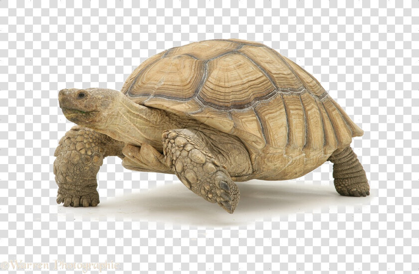 Tortoise Download Transparent Png Image   Desert Tortoise Clip Art  Png DownloadTransparent PNG