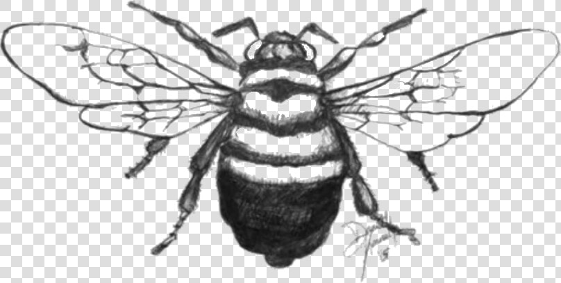 Transparent Bee   Honeybee  HD Png DownloadTransparent PNG