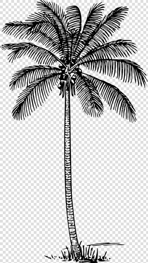 Coconut Palm Clip Arts   Coconut Tree Outline  HD Png DownloadTransparent PNG