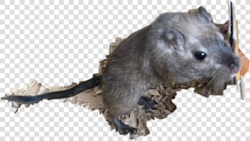 Gerbil Freetoedit   Mouse  HD Png DownloadTransparent PNG