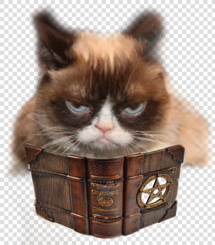 Transparent Grumpy Cat Png   Grumpy Cat Memes  Png DownloadTransparent PNG