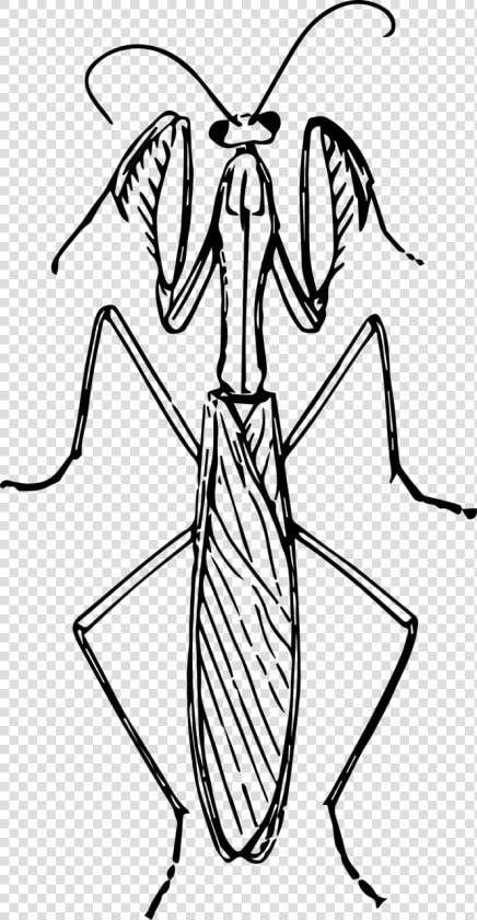 Black And White Praying Mantis  HD Png DownloadTransparent PNG