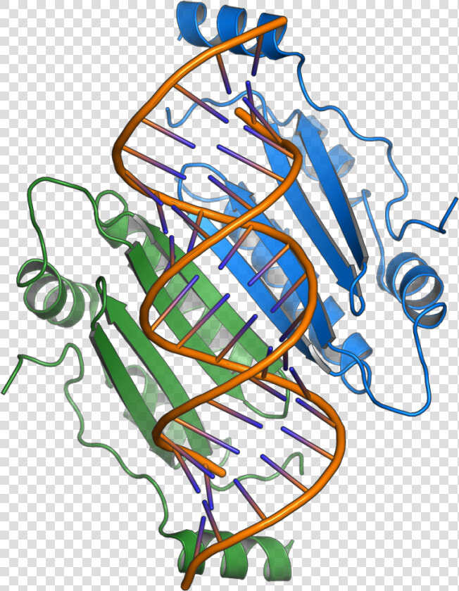 1r9f Tombusvirus P19   Overlapping Gene  HD Png DownloadTransparent PNG