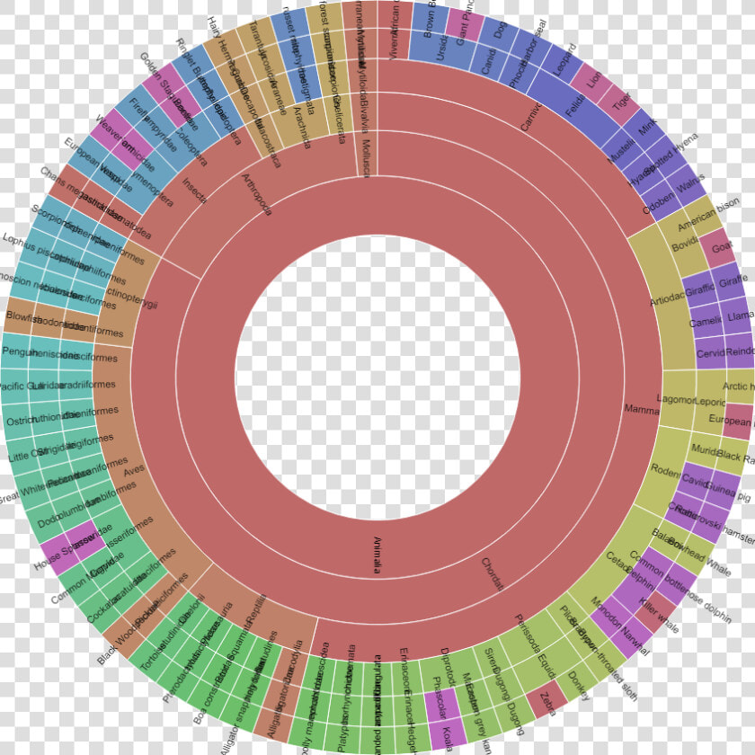 Sunburst Chart Of Animal Kingdom In Different Sizes   Color  HD Png DownloadTransparent PNG