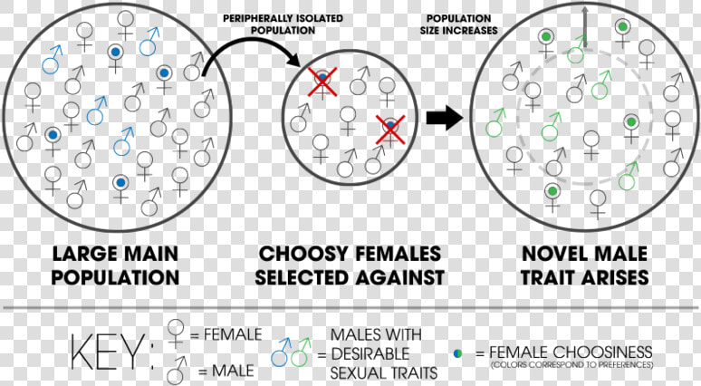 Kaneshiro Peripatric Speciation   Peripatric Speciation Example  HD Png DownloadTransparent PNG