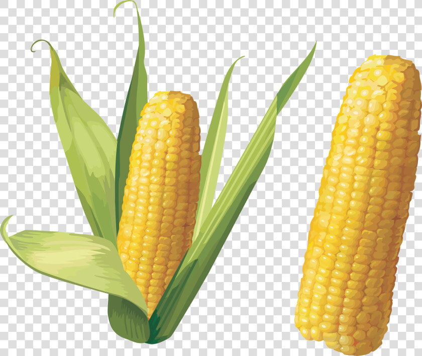 Corn Stalk Png   Corn Png  Transparent PngTransparent PNG